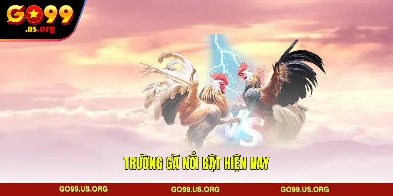 Trường gà nổi bật hiện nay