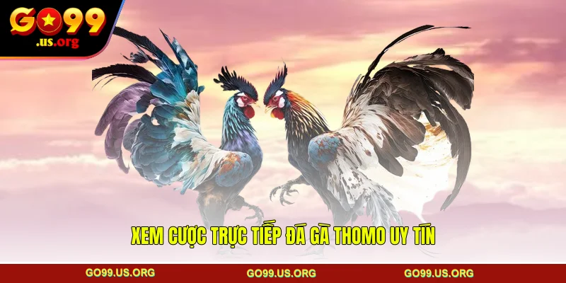 Xem cược trực tiếp đá gà Thomo uy tín
